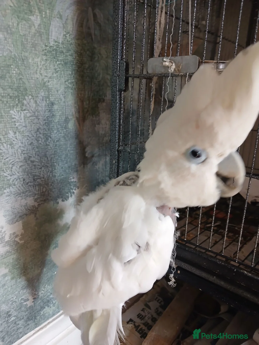 Cockatoo birds for sale: Cockatoo  - Advert 3
