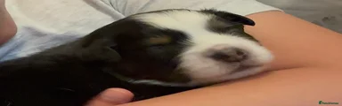 Miniature American Shepherd Black Tri Girl