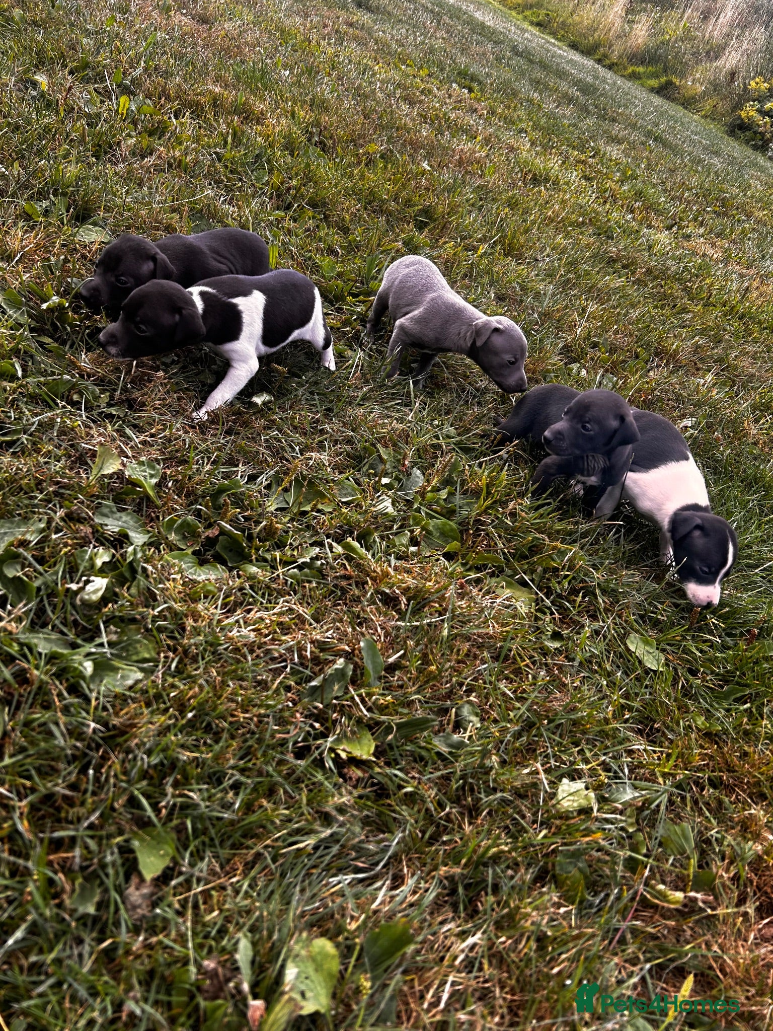 Italian Greyhound dogs KC Registered Italian Greyhounds Puppies - Advert 11
