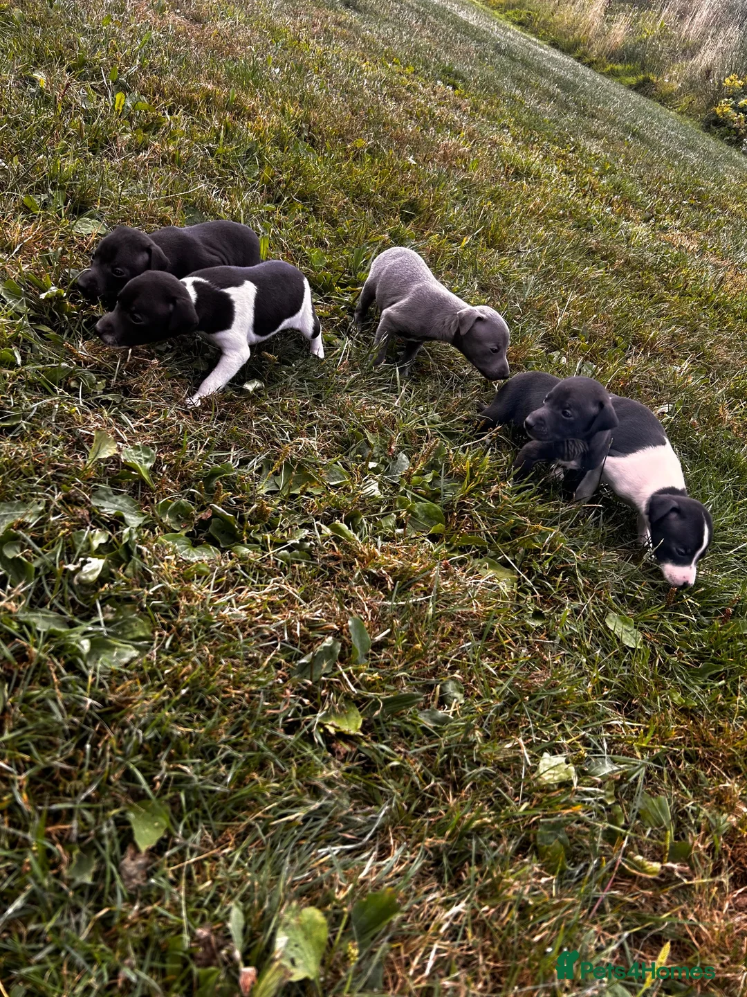Italian Greyhound dogs for sale: KC Registered Italian Greyhounds Puppies - Advert 1