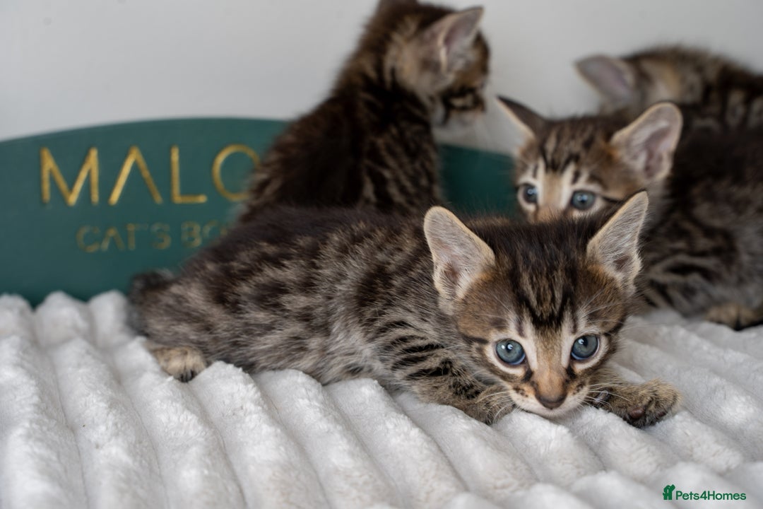 Bengal cats for sale: Gorgeous kittens, Wild-Patterned, Stunning Looks - Image 23