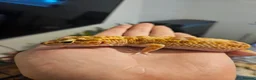 Leopard Gecko reptiles for sale: 2 Yr Female Albino Leopard Gecko  - Advert 3