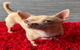 Mixed Breed dogs for sale: LAST ONE LEFT Micro Chiweenie – Smallest in the UK - Image 7