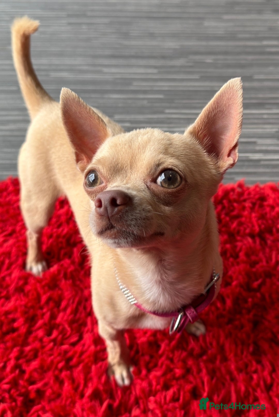 Mixed Breed dogs for sale: LAST ONE LEFT Micro Chiweenie – Smallest in the UK - Image 7