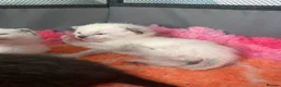 Mixed Breed cats for sale: 6 stunning kittens  - Advert 6