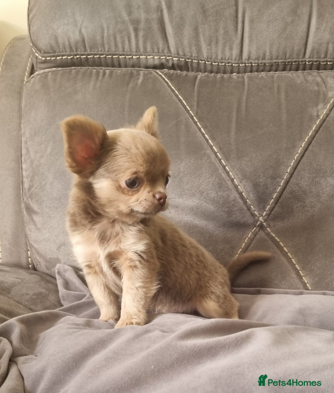 Chihuahua dogs for sale: READY NOW KC Reg Chihuahua boy longhair - Image 7
