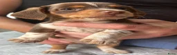 Dachshund dogs for sale: Pups for sale - Advert 8