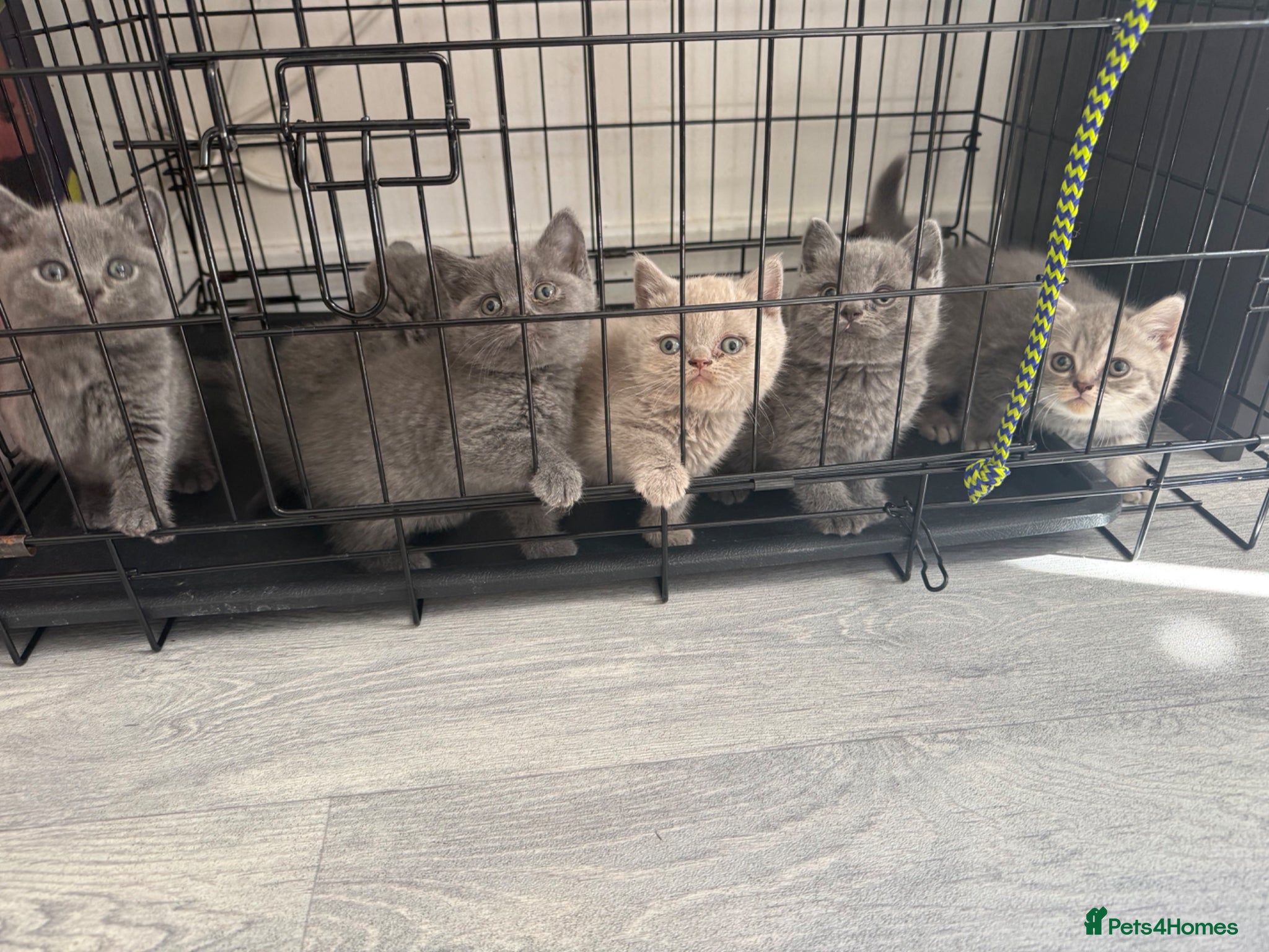 British Shorthair cats OUTSTANDING BRITISH SHORTHAIR KITTENS 🐈‍⬛ 🐾  - Advert 1