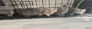 British Shorthair Kitten 3