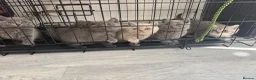 British Shorthair cats for sale: OUTSTANDING BRITISH SHORTHAIR KITTENS 🐈‍⬛ 🐾  - Advert 1