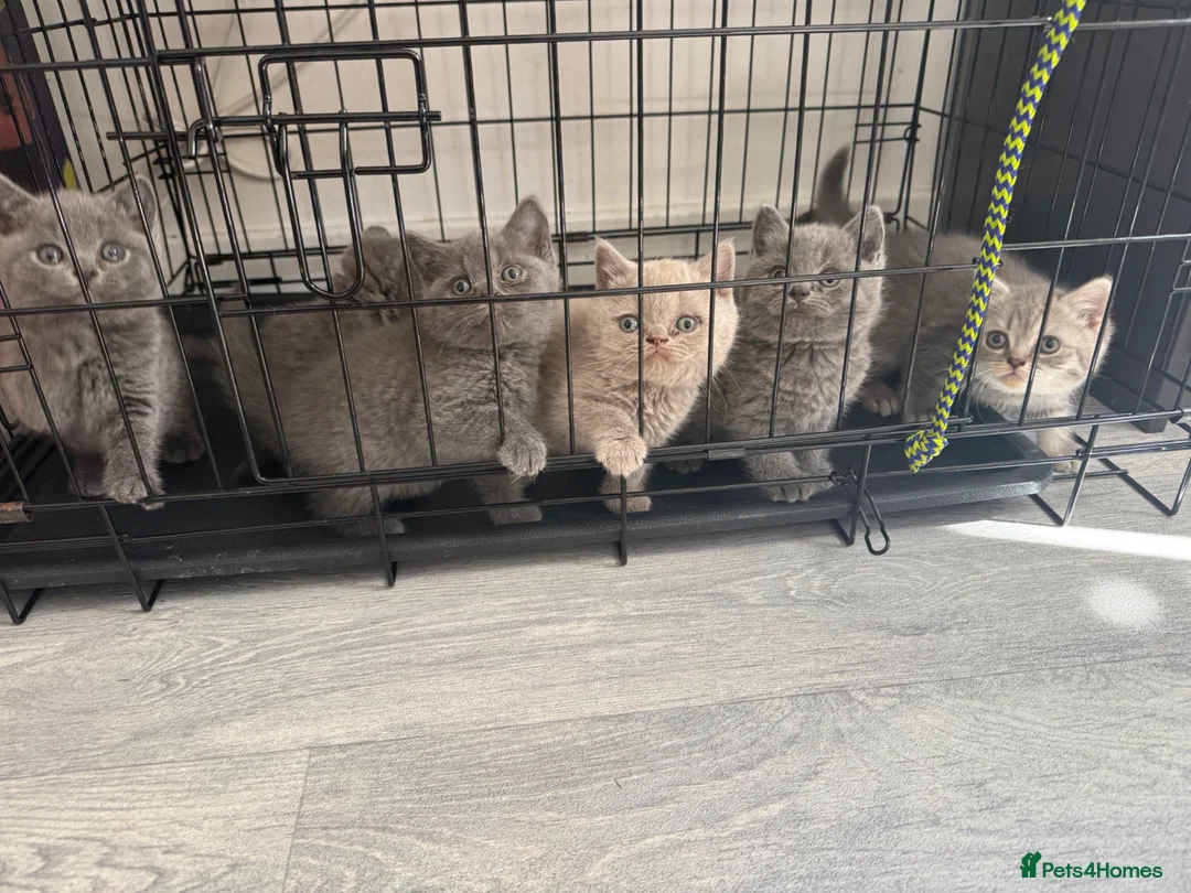 British Shorthair cats for sale: OUTSTANDING BRITISH SHORTHAIR KITTENS 🐈‍⬛ 🐾  - Advert 1