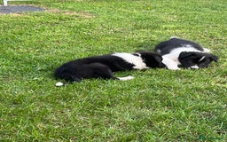 Border Collie dogs for sale: Beautiful border collie puppies  - Image 11