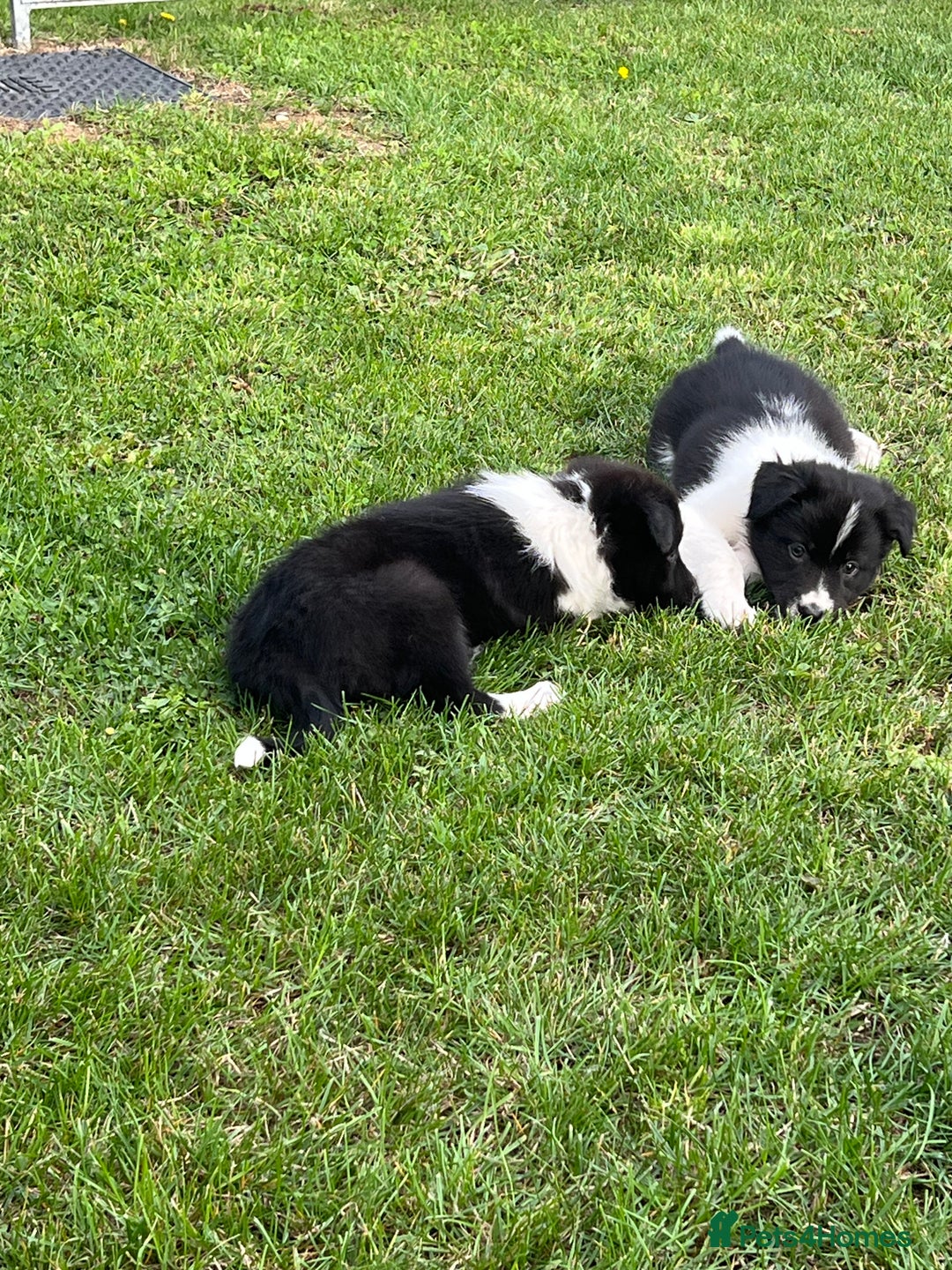Border Collie dogs for sale: Beautiful border collie puppies  - Image 11