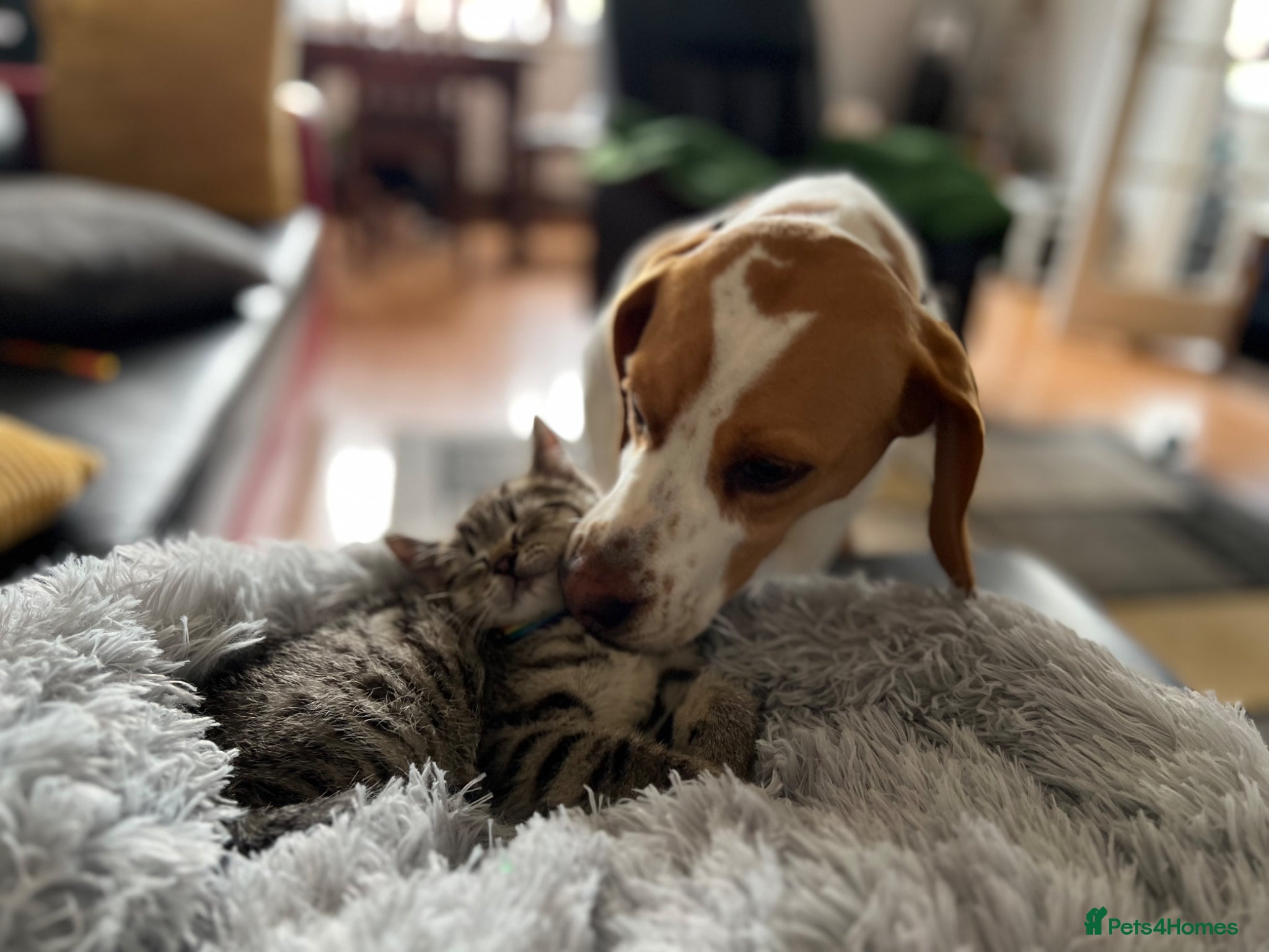 Beagle dogs Beautiful Beagle soul for adoption - Advert 18