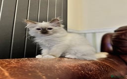 Ragdoll cats for sale: Sapphire's Ragdolls - Image 33