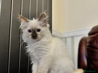 Ragdoll cats Ragdoll Chocolate Mitted Girl - Advert 6