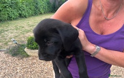 Labrador Retriever dogs for sale: Adorable Black Labrador puppies 4 boys available  - Image 4