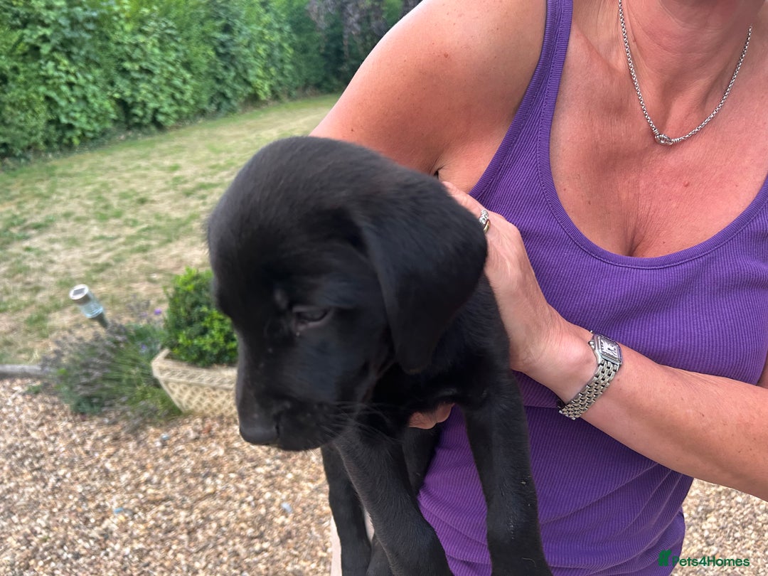Labrador Retriever dogs for sale: Adorable Black Labrador puppies 4 boys available  - Image 4