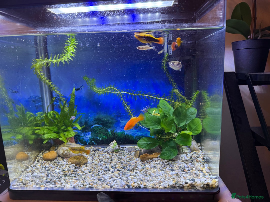 Platies fish for sale: Beautiful healthy baby Platy / Platies - Image 5
