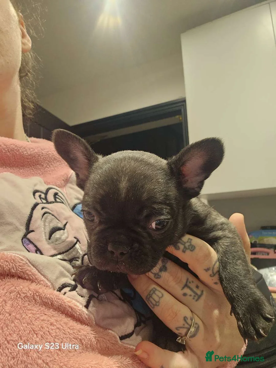 French Bulldog dogs for sale: French bulldog puppys for sale  - Advert 11