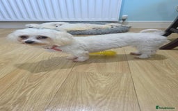 Maltese dogs for sale: Maltese Puppies - Image 8