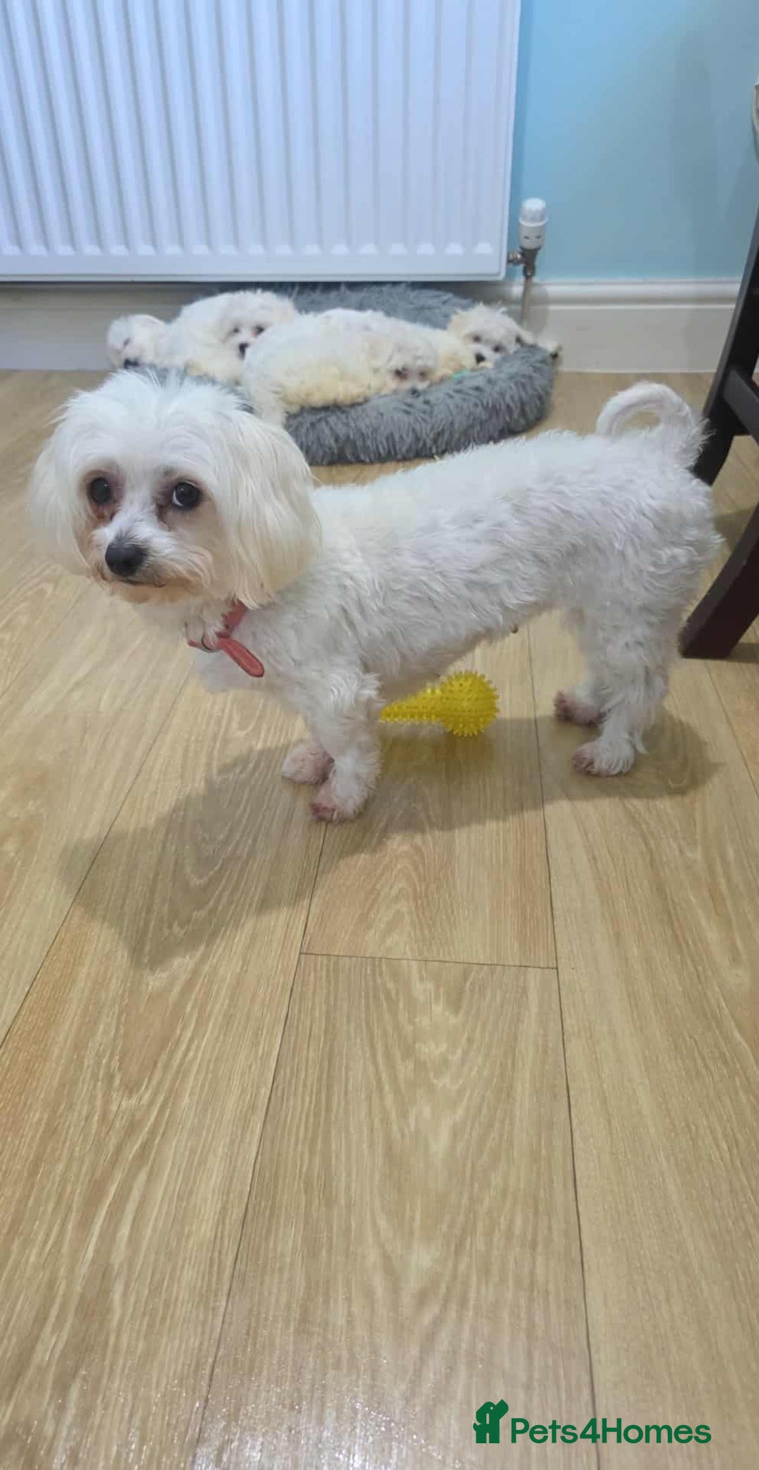Maltese dogs for sale: Maltese Puppies - Image 8