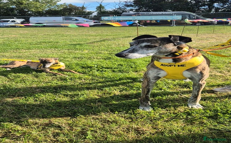 Lurcher dogs in Newton Abbot - Advert 1