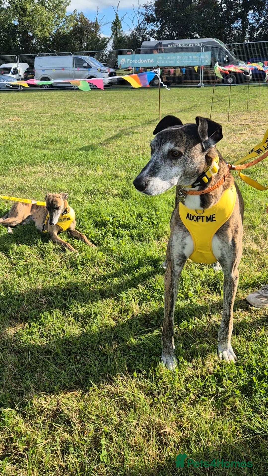 Lurcher dogs for adoption: RUDOLPH - 8 YEAR OLD MALE LURCHER in Newton Abbot - Image 1