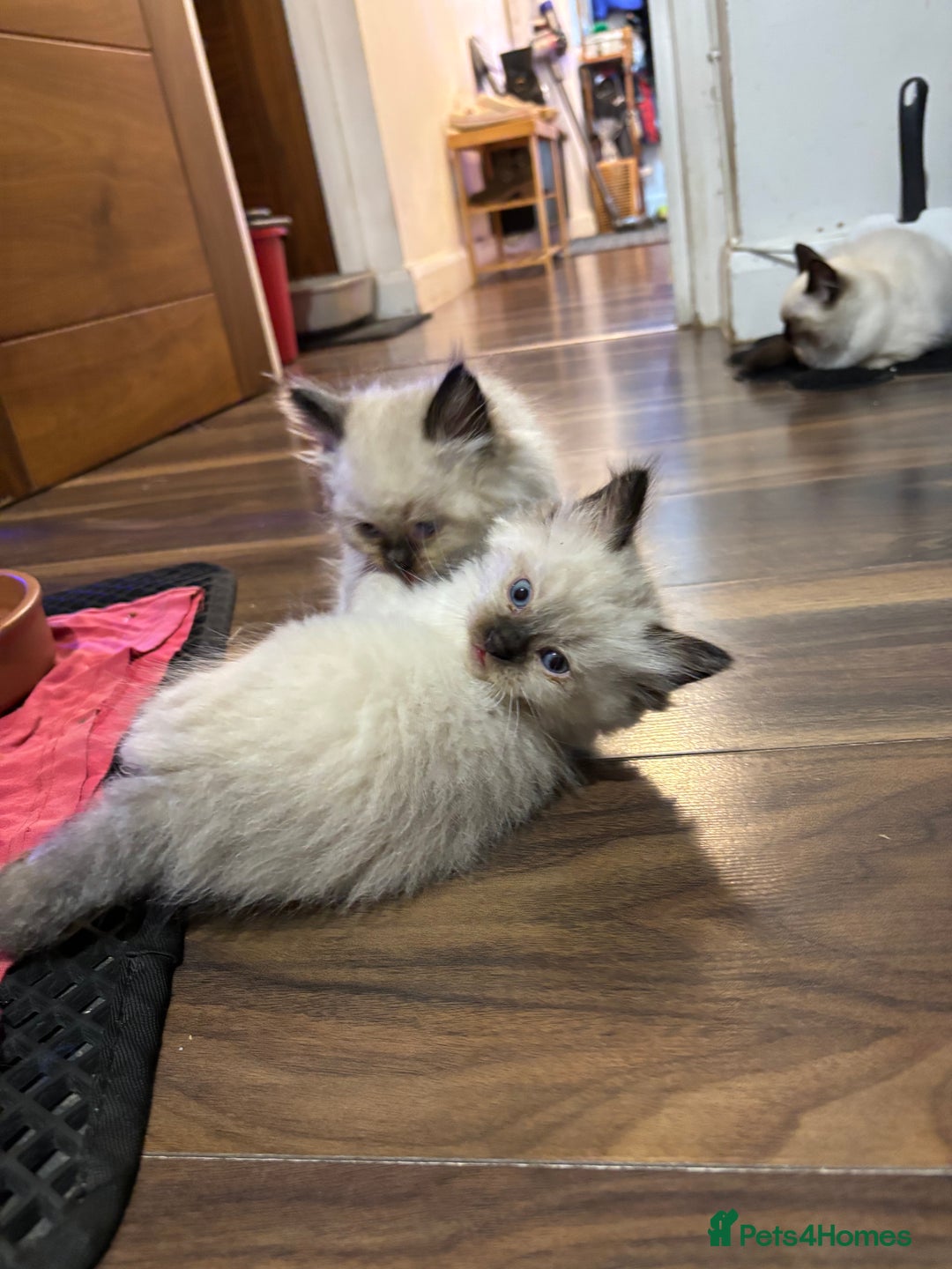 Ragdoll cats for sale: Pure Fluffy Ragdoll kittens - Image 13