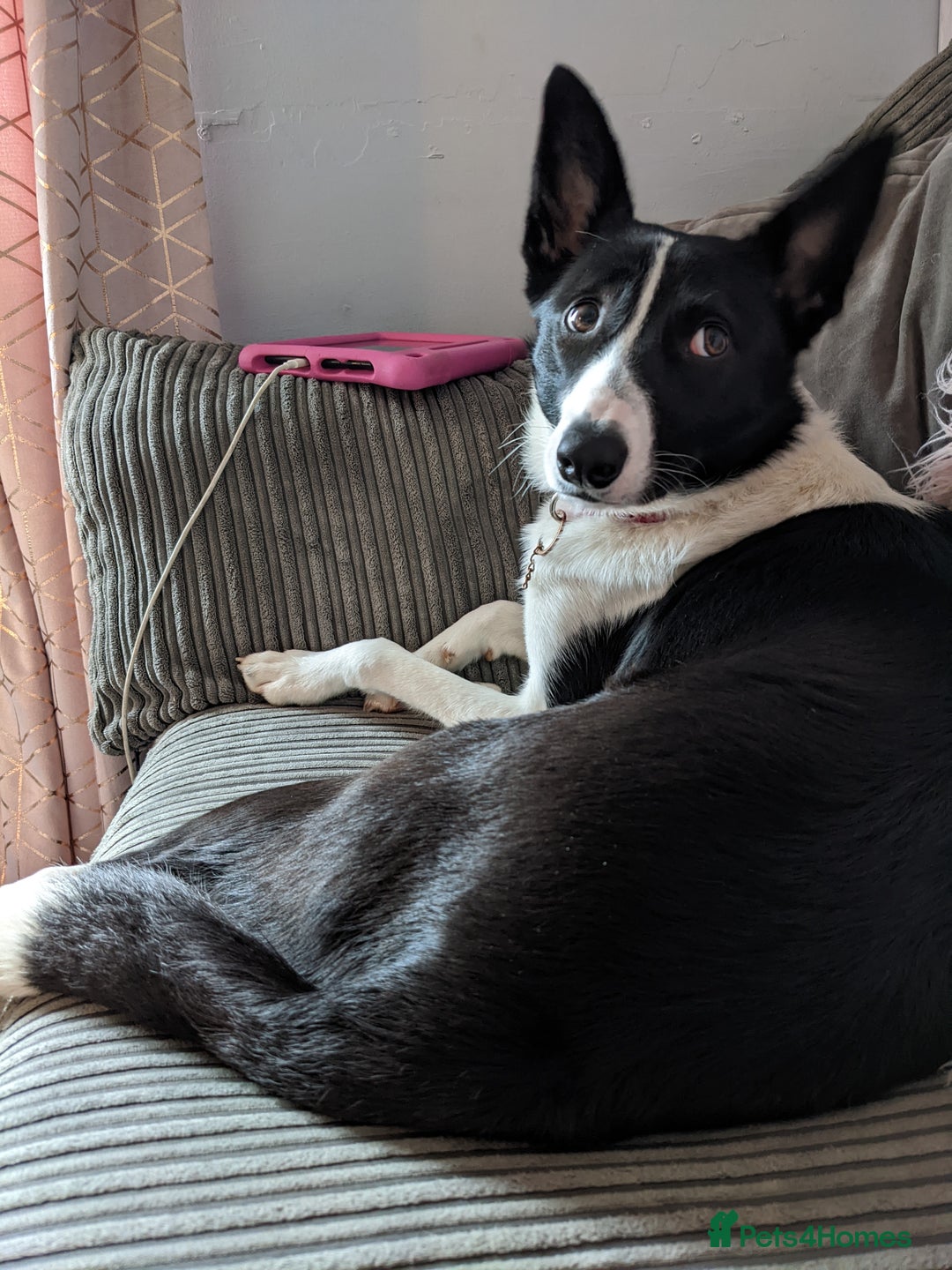 Border Collie dogs for sale: Daisi dog - Advert 5