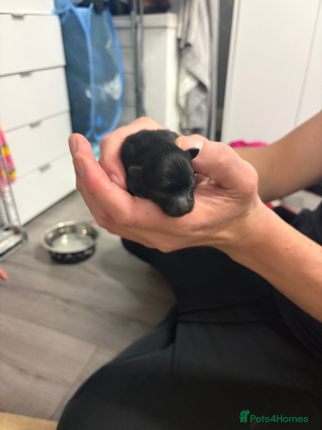 Pomeranian dogs for sale: Litter of pomeranians  - Image 7