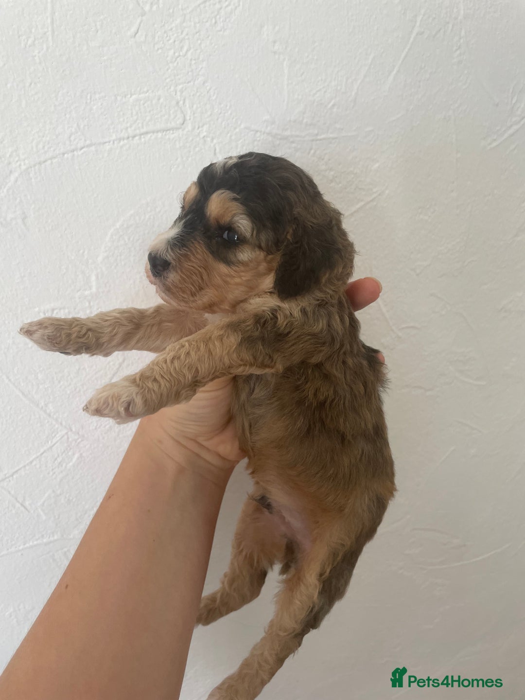 Cockapoo dogs for sale: ⭐️⭐️7 gorgeous toy cockapoo pups F1b ⭐️⭐️🧸 - Image 8