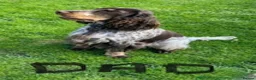Cocker Spaniel dogs for sale: KC Registered Cocker Spaniels - Advert 31
