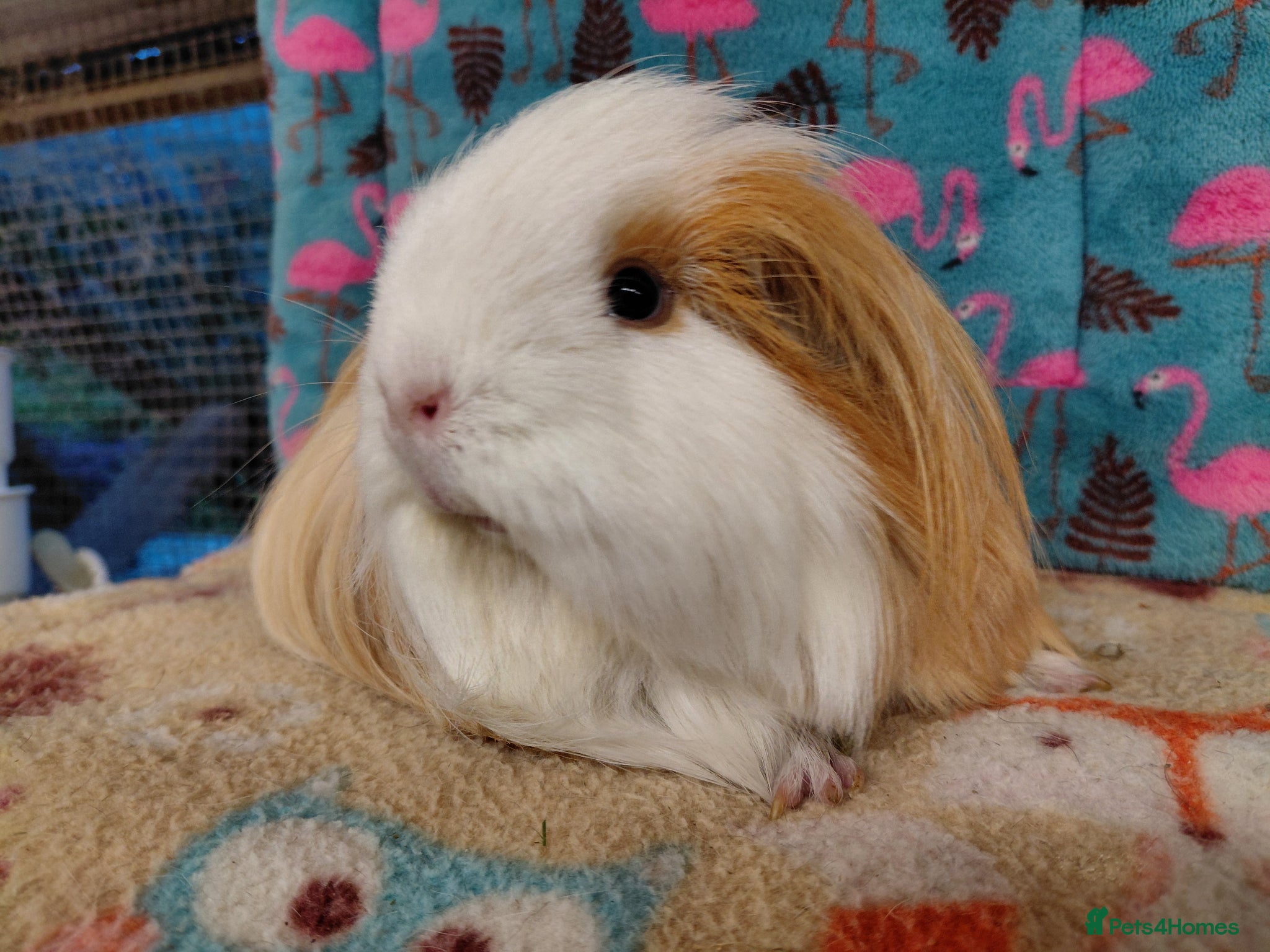 Guinea Pig rodents Young Adult Retired Sheltie Baby Peru/Funky Sows  - Advert 11