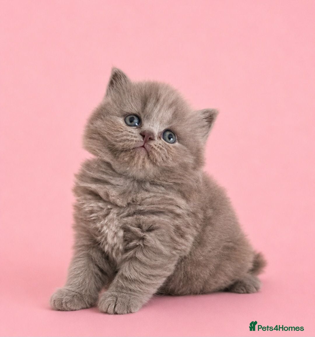British Shorthair cats Exceptional Champion🏆 British longhair kitten - Advert 2
