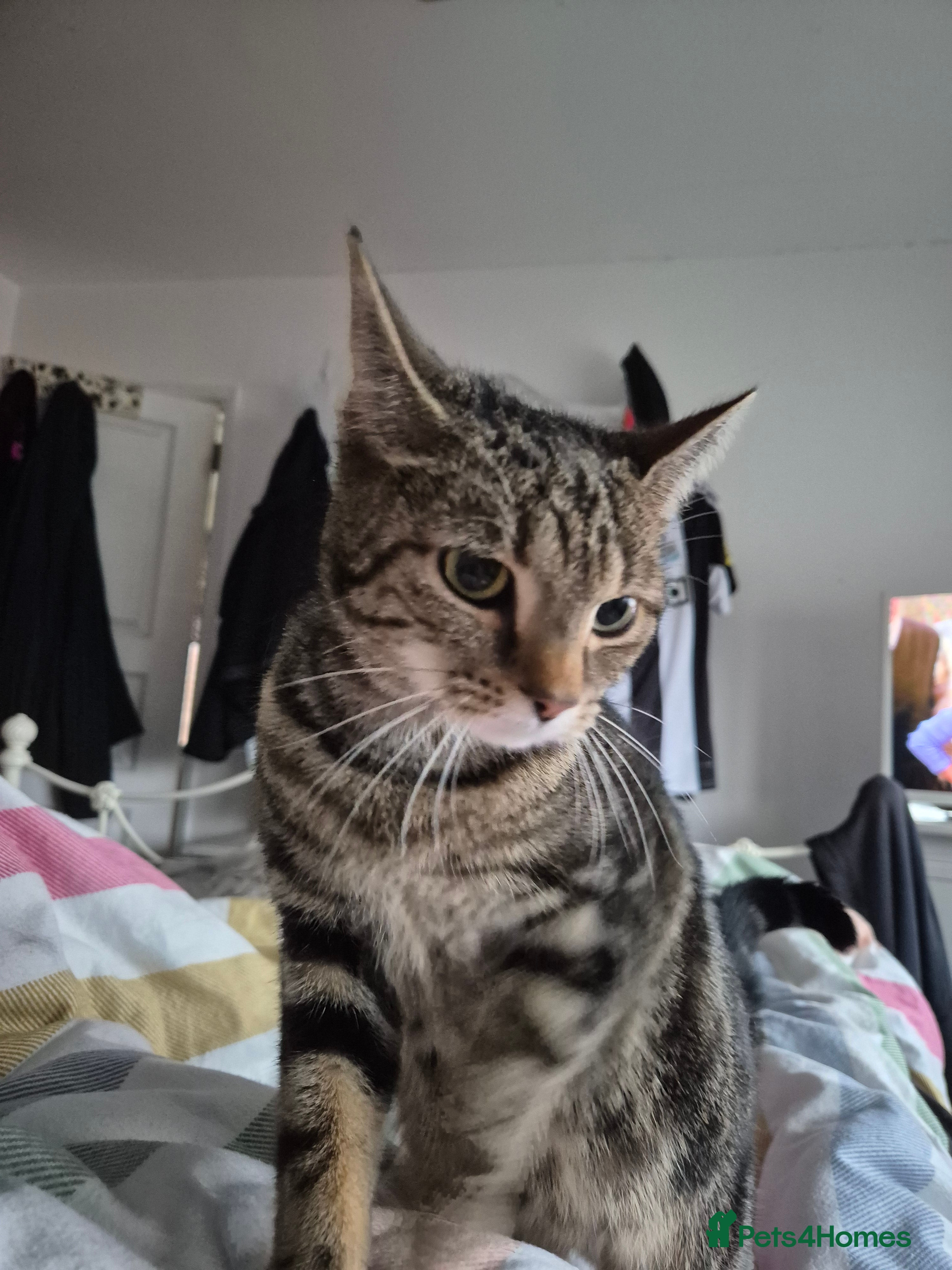 Mixed Breed cats Mrs doyle tabby cat - Advert 2