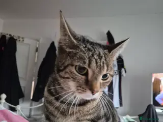 Mixed Breed cats Mrs doyle tabby cat - Advert 1