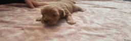 Cockapoo dogs for sale: Cockapoo Puppies  - Advert 14