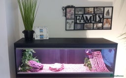 Bearded Dragon reptiles for sale: 8 Week Old Baby Bearded Dragon With Full Set Up - Image 2