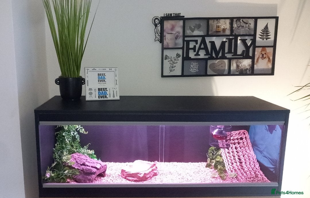 Bearded Dragon reptiles for sale: 8 Week Old Baby Bearded Dragon With Full Set Up - Image 2