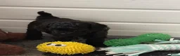 Maltipoo dogs for sale: Outstanding Malshipoo puppies  - Advert 18