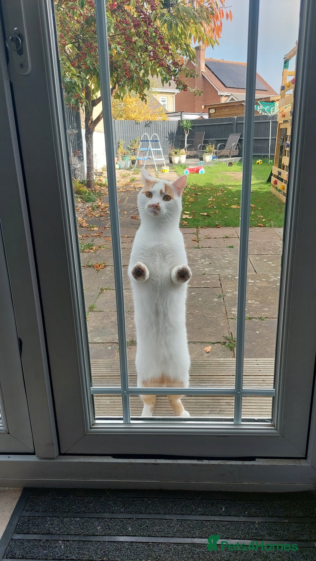 Mixed Breed cats for sale: Alan Carr needs a new home! 🥲 - Advert 3