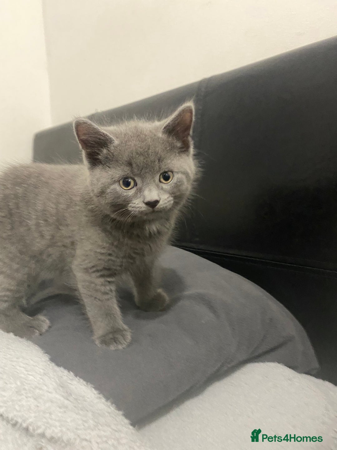 British Shorthair cats for sale: Brittish Shorthair Crossbreed Kittens  - Image 10