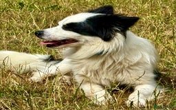 Chihuahua dogs for adoption: Toffy in West Malling - Image 21