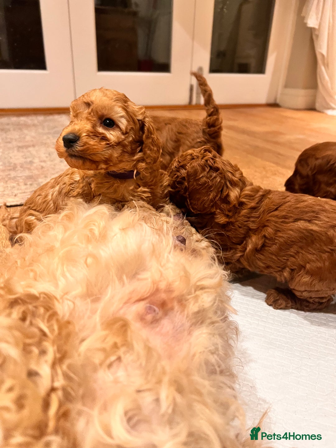 Cockapoo dogs for sale: Adorable cockapoo puppies ready 23.12.25   - Advert 13