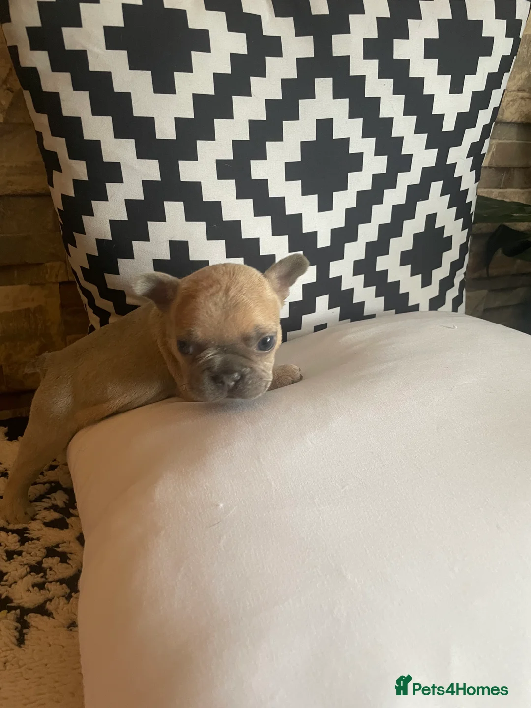 French Bulldog dogs for sale: 3 Stunning Baby Boy Frenchies in Rossendale - Advert 2