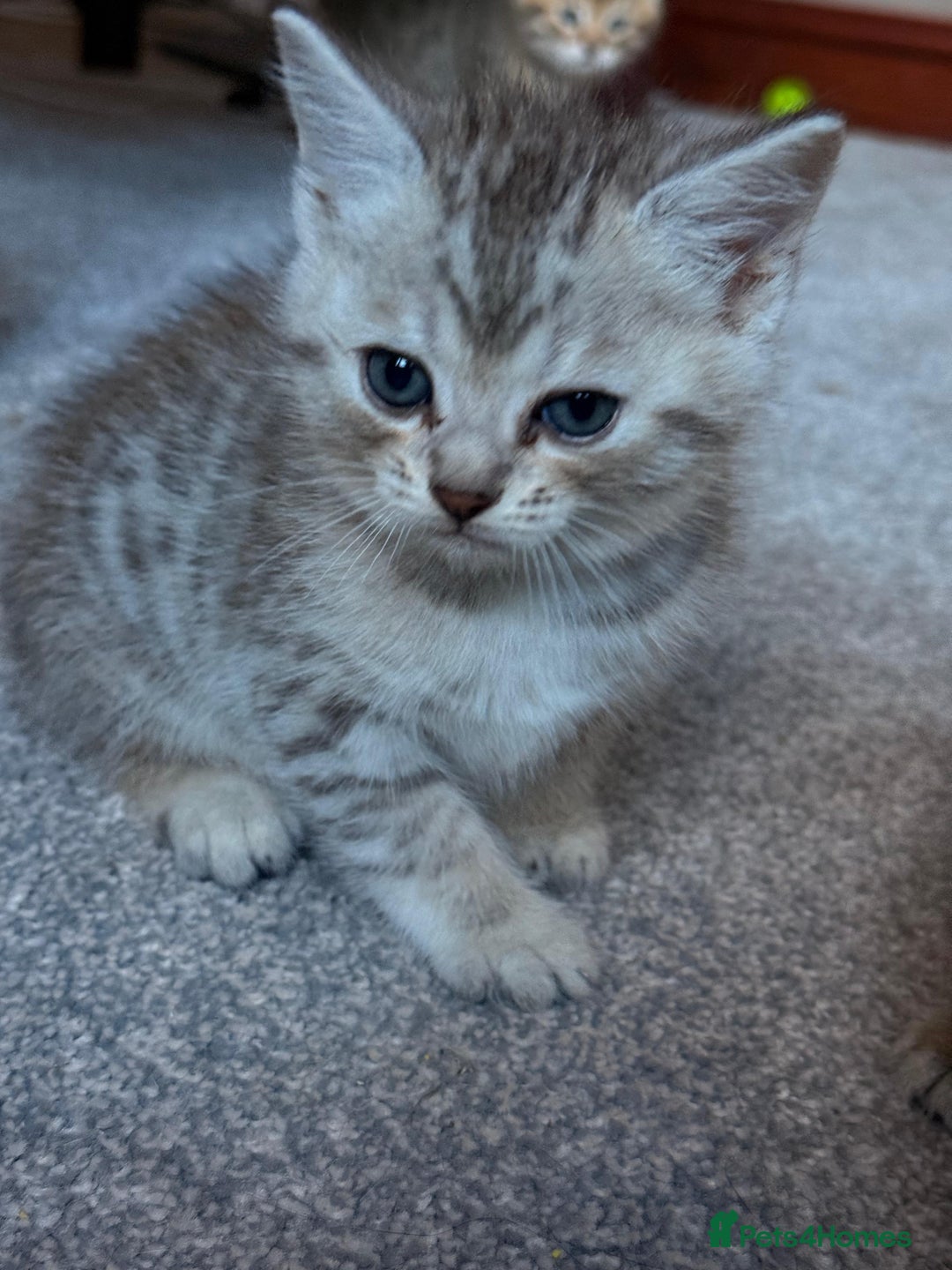 Mixed Breed cats for sale: Beautiful Ragdoll Bengal Cross Kittens - Advert 28