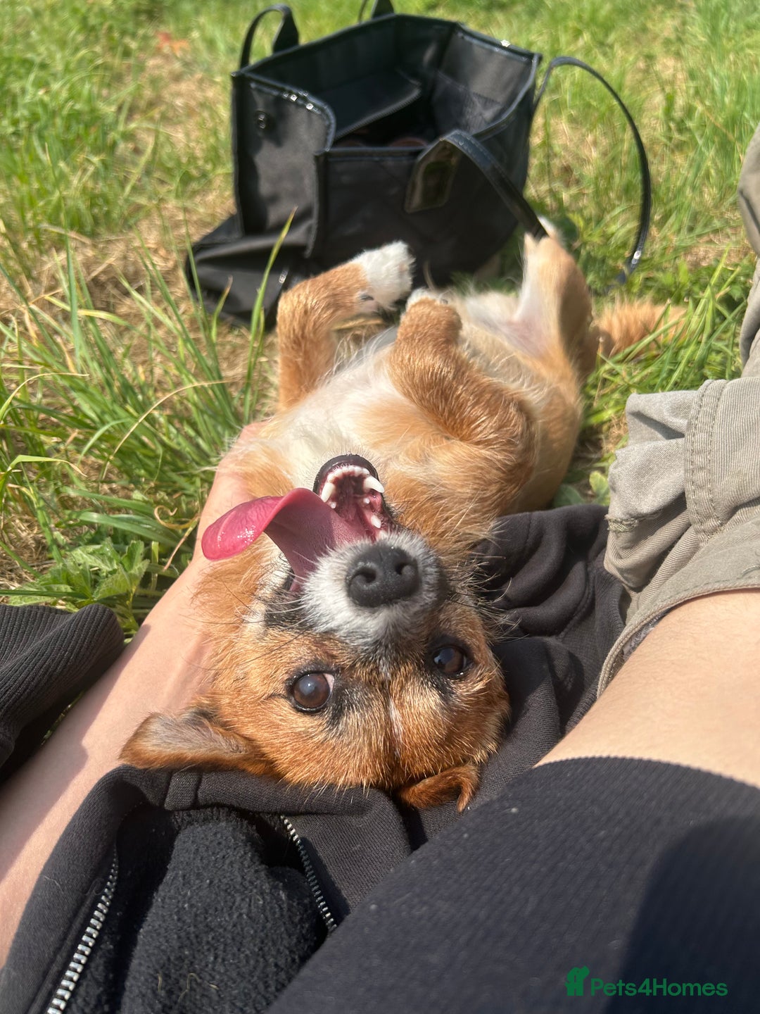 Mixed Breed dogs for sale: Jackawawa 1 year old Hugo - Image 10