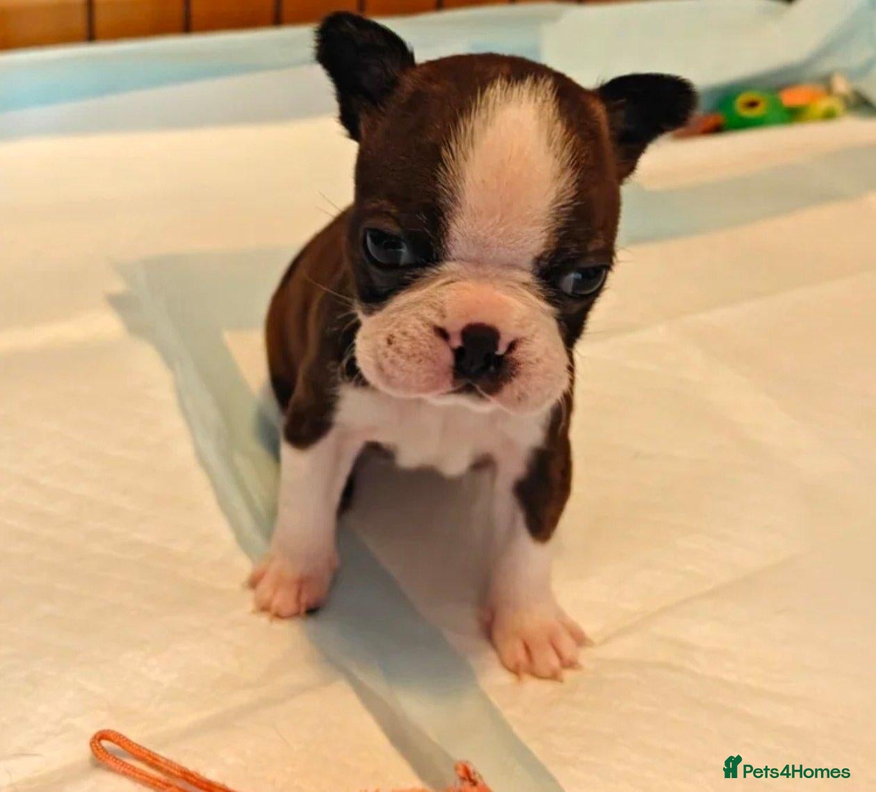 Boston Terrier dogs for sale: BOSTON TERRIER CROSS PUPPIES FOR SALE - Advert 1