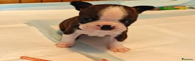 Boston Terrier 2